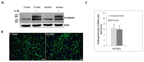 E Selectin Expression And Its Functional Assay In Primary And E4orf1