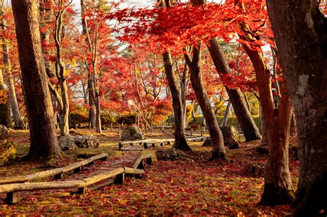 紅葉 散る 347183 紅葉 見頃 から 散る まで