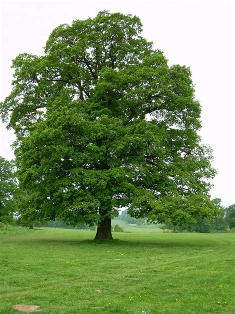 Nombre Popular Roble Nombre Científico O Familia Quercus