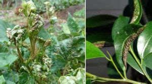 Thrips on Plants: Effective Ways to Get Rid of Thrips