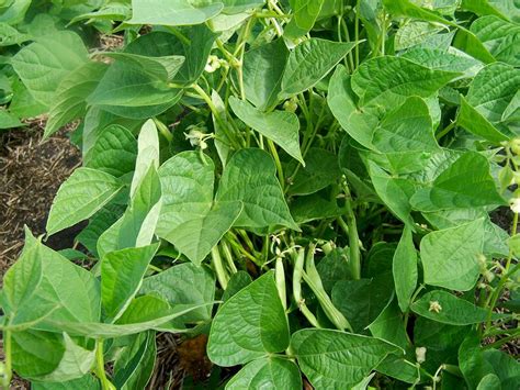 Pinto Bean Plant Growth