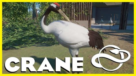 Red Crowned Cranes In Our Zoo Planet Zoo Panthera Zoo Episode 6