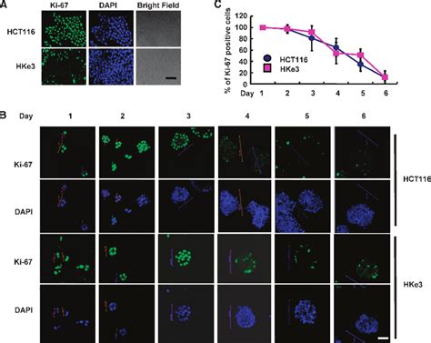 Cell Proliferation Detected By Ki 67 In The 2d And 3d Cultures A Download Scientific Diagram