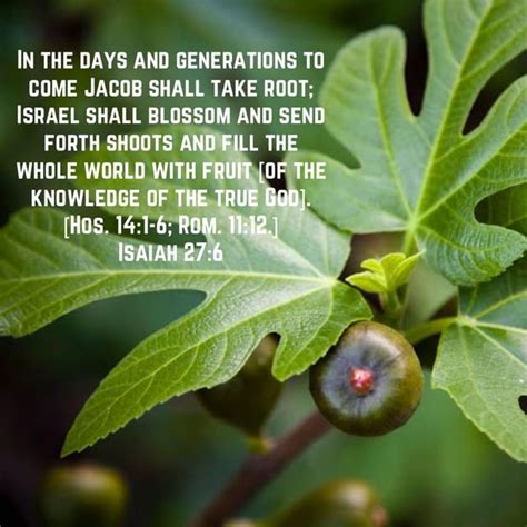 December 6 2020 EBC Sunday Sermon Signs Of The End The Ripe Fig