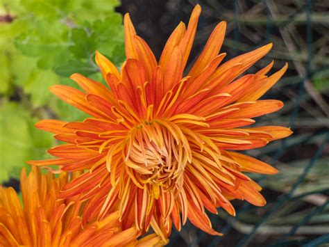 Chrysanthemum Bronze Giant 2016 Chrysanthemum Bronze Flickr