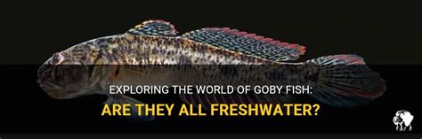Exploring The World Of Goby Fish Are They All Freshwater Petshun