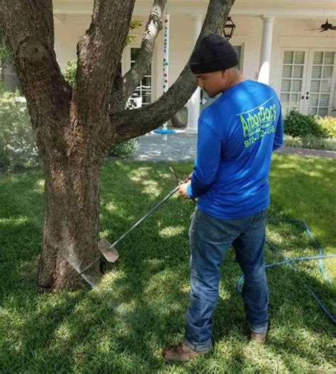 Tree Fertilization Aerification Dallas Tx Arbordocs