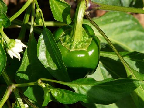 Capsicum Annuum Grossum Group Bell Pepper Green Pepper Red Pepper