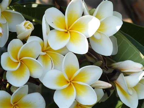 Free Images Blossom White Leaf Flower Petal Botany Yellow