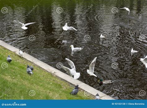 Gulls Ducks Pigeons Birds On The Pond Stock Photo Image Of Birds