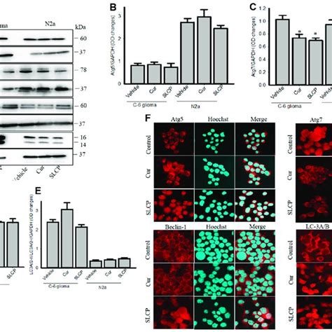 Changes Of Autophagy Markers In C Glioma And N A Cells After Treatment