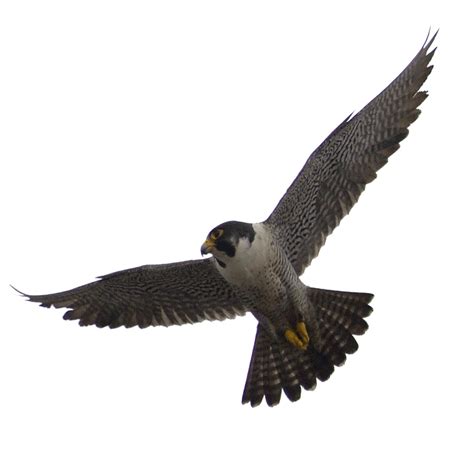 Falcon PNG Images (Transparent HD Photo Clipart)