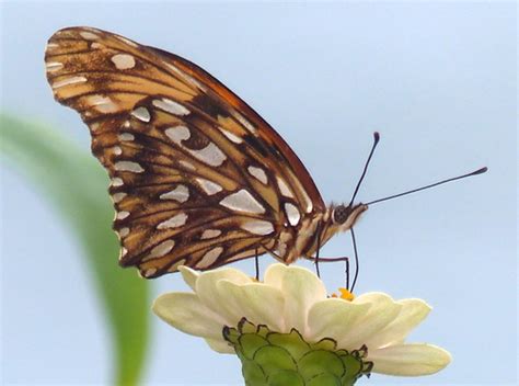 Mariposa Pasionaria De Alas Largas Biodiversidad San Gabriel Tezonapa