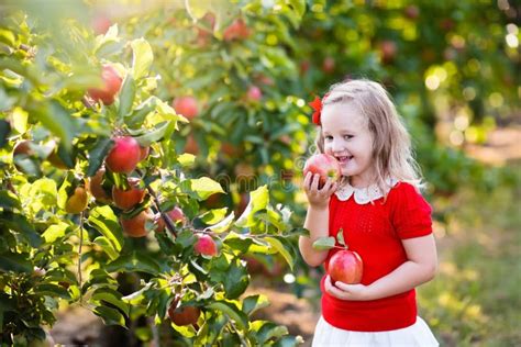 Little Girl Picking Apple In Fruit Garden Stock Photo Image Of