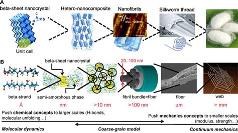 Frontiers Advanced Silk Materials For Musculoskeletal Tissue Regeneration