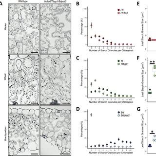 Leaf Starch Granule Phenotypes Of Ptst Mutants A Light Microscope