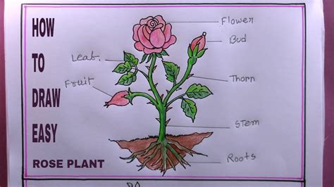 How To Draw A Rose Plant Step By Steepparts Of A Plantrose Plant