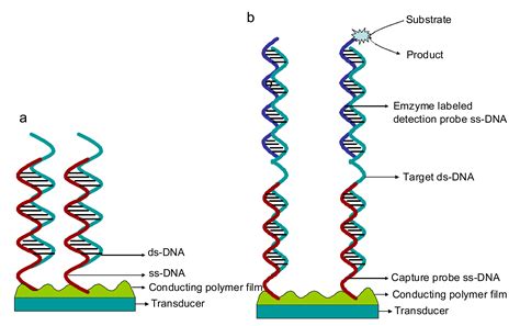 Sensors Free Full Text Electrochemical Sensors Based On Organic Conjugated Polymers