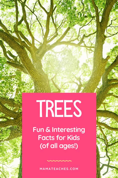 Fun Facts About Trees for Kids of All Ages - Mama Teaches