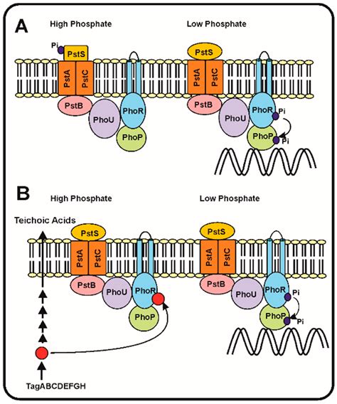 IJMS Free Full Text Molecular Mechanisms Of Phosphate Sensing