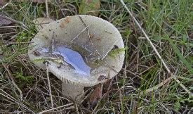 Wenature Database Paddenstoelen Russula S