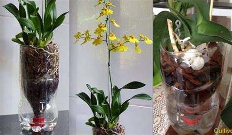 Replante Semi Hidroponia para orquídea Phalaenópsis Muito Fácil