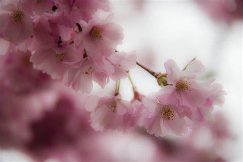 Sfondi Cibo Ramo Fiore Di Ciliegio Fiorire Primavera Pianta