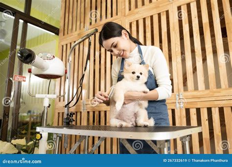 Female Professional Groomer Combing Dog Fur At Pet Spa Grooming Salon