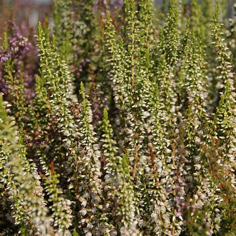 Calluna Vulgaris ‘stefanie Find Haveplanter