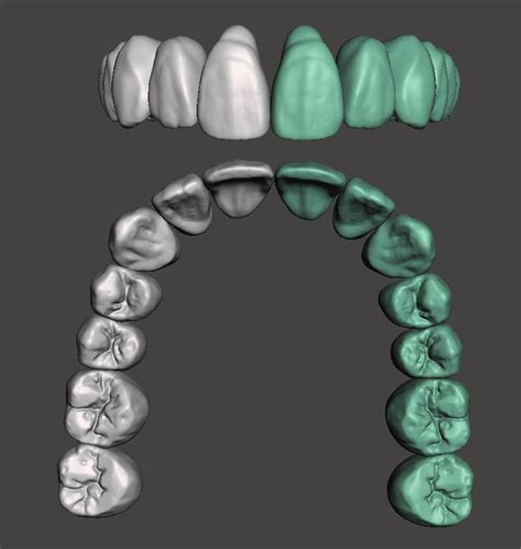 Fichier Stl Anatomie Dentaire Maxillaire Pour La Cao Digisculpt Ox