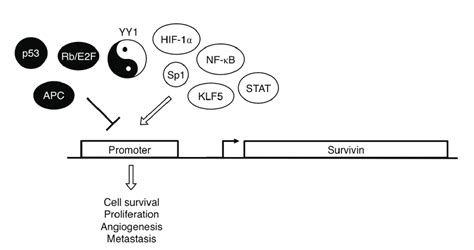 Many Activators And Repressors Act On Survivins Promoter Activators Download Scientific