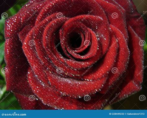 Rosa Rojo Con Gotas Gotas Sobre P Talos De Flores Rojas Foto De Macro