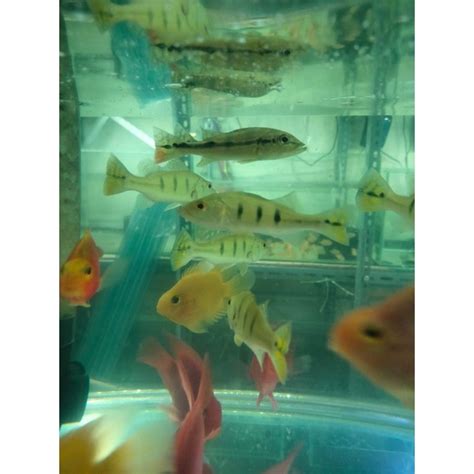 jual pbas kalbery  cm shopee indonesia