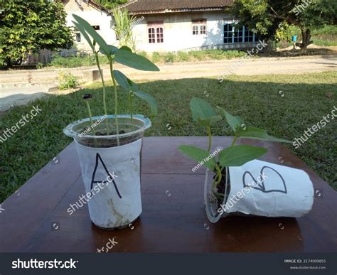 Geotropism: Over 11 Royalty-Free Licensable Stock Photos | Shutterstock