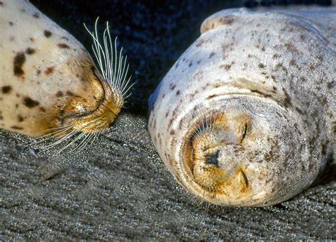 Harbor Seal Giving Birth Mendonoma Sightings
