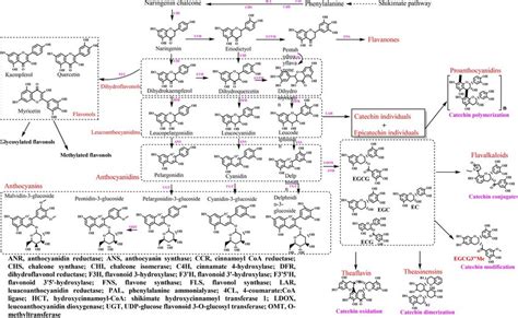 Simplified Scheme Of Major Tea Flavonoids Biosynthesis In Fresh Leaves