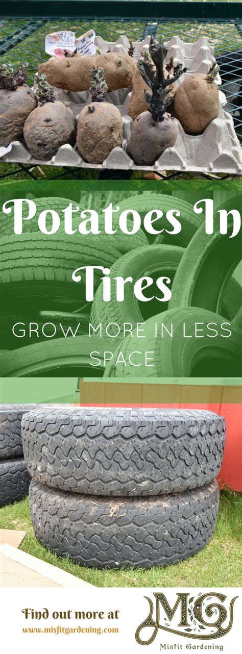 How To Grow Potatoes In Tires Misfit Gardening