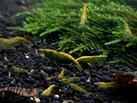 Neocaridina Green krewetki zielone domowa hod Biała Podlaska