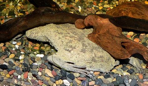 Baby Toads Born From Moms Back