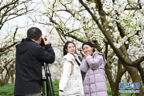 李花怒放一树白 万亩花海迎客来 新华网