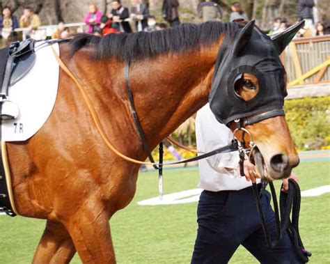 2 18東京競馬⭐︎7r⭐︎2勝クラス⭐︎アコークロー⭐︎カレンアルカンタラ⭐︎キングサーガ 公式：黒澤ひかりのキラキラ日記～magic Kiss Lovers Only～