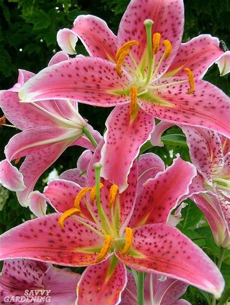 Types of Lilies: 8 Beautiful, Cold-hardy Choices for the Garden | Types ...