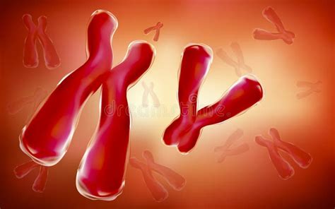 Y Chromosomes Stock Illustrations 81 Y Chromosomes Stock