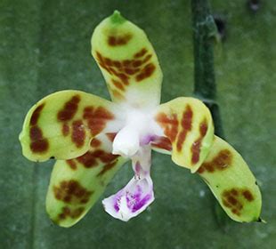 Phalaenopsis Mariae