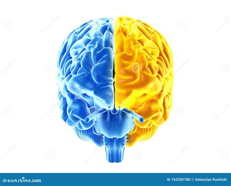 The Two Brain Hemispheres Stock Illustration Illustration Of System