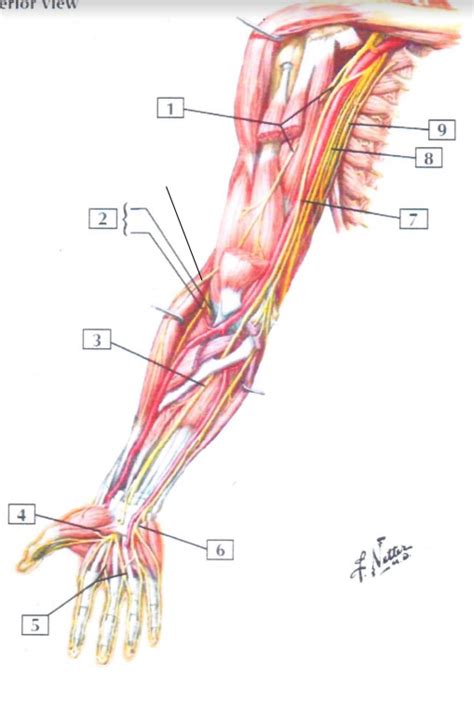 Nerves Of Upper Limb Diagram Quizlet