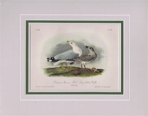 Audubon Original Octavo Matted Common American Gull Plate 446