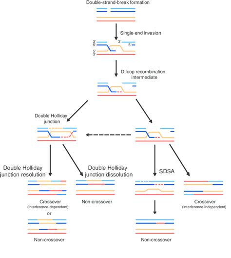 Model For Meiotic Crossover Or Non Crossover Formation Double Strand