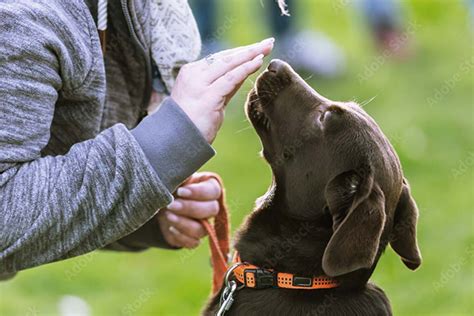 ラブラドールレトリーバーはどんな犬種？ 飼い方・遊び方・しつけ方について