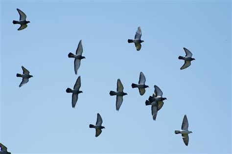 Flying flock of pigeons shot from a low angle-6829 | Stockarch Free ...